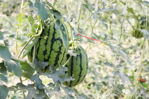 今日吃瓜热门大瓜必看大瓜网红